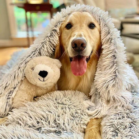 Ein Golden Retriever kuschelt gemütlich mit einem Teddybär und einer flauschigen Decke