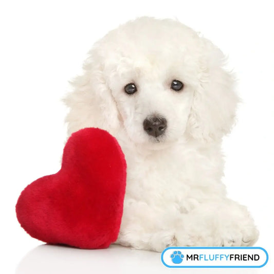 spürt mein hund meine liebe