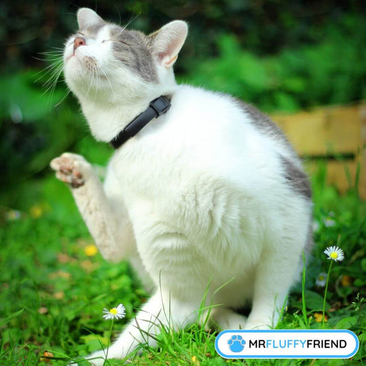 Konnen Katzen Allergien bekommen