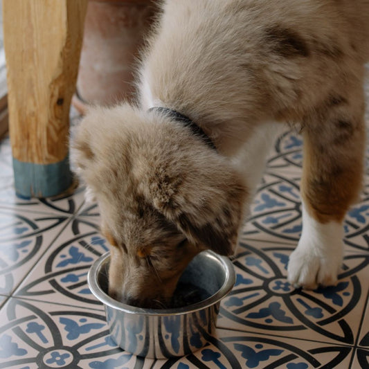 Trocken- vs. Nassfutter für Hunde