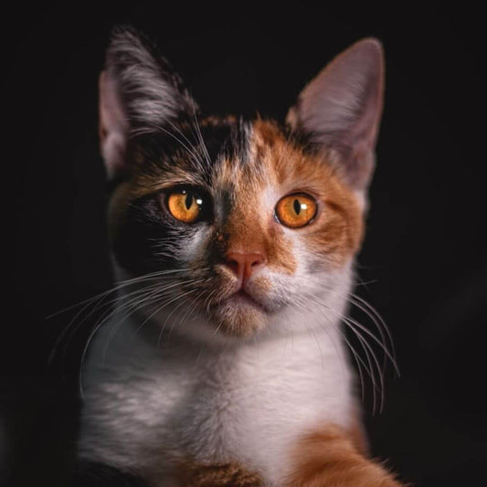 Freigängerkatze