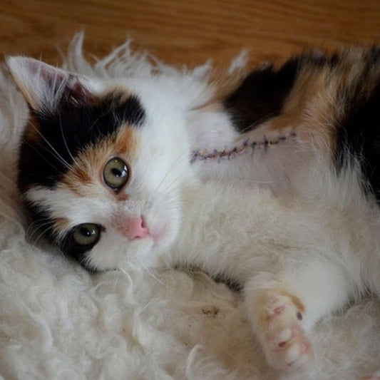 Haustiere mit Einschränkungen