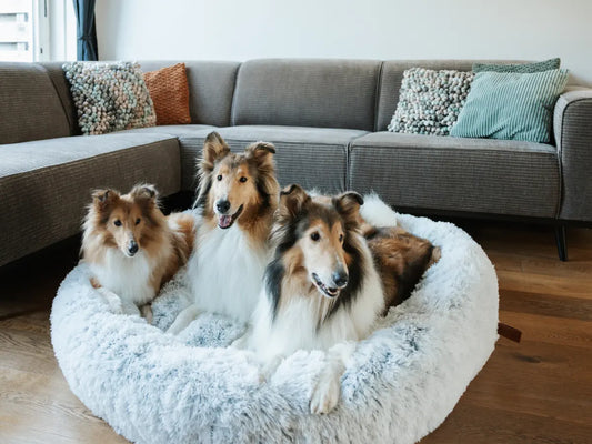 Drei Shelties liegen entspannt in einem großen hellgrauen Donut-Hundebett vor einem Sofa.