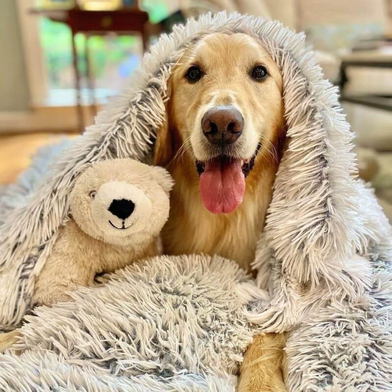 Ein Golden Retriever kuschelt gemütlich mit einem Teddybär und einer flauschigen Decke