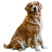 Dog Größe: 3XL