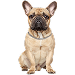 Dog Größe: L