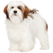 Dog Größe: M