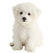 Dog Größe: XS