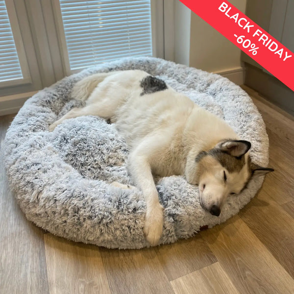 Viele Hunde leiden unter Ängstlichkeit