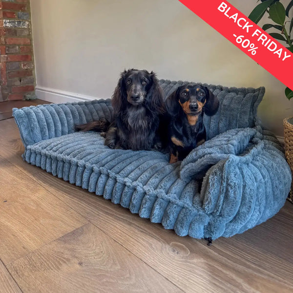 Willst du deinem Hund den Komfort geben, den er verdient?